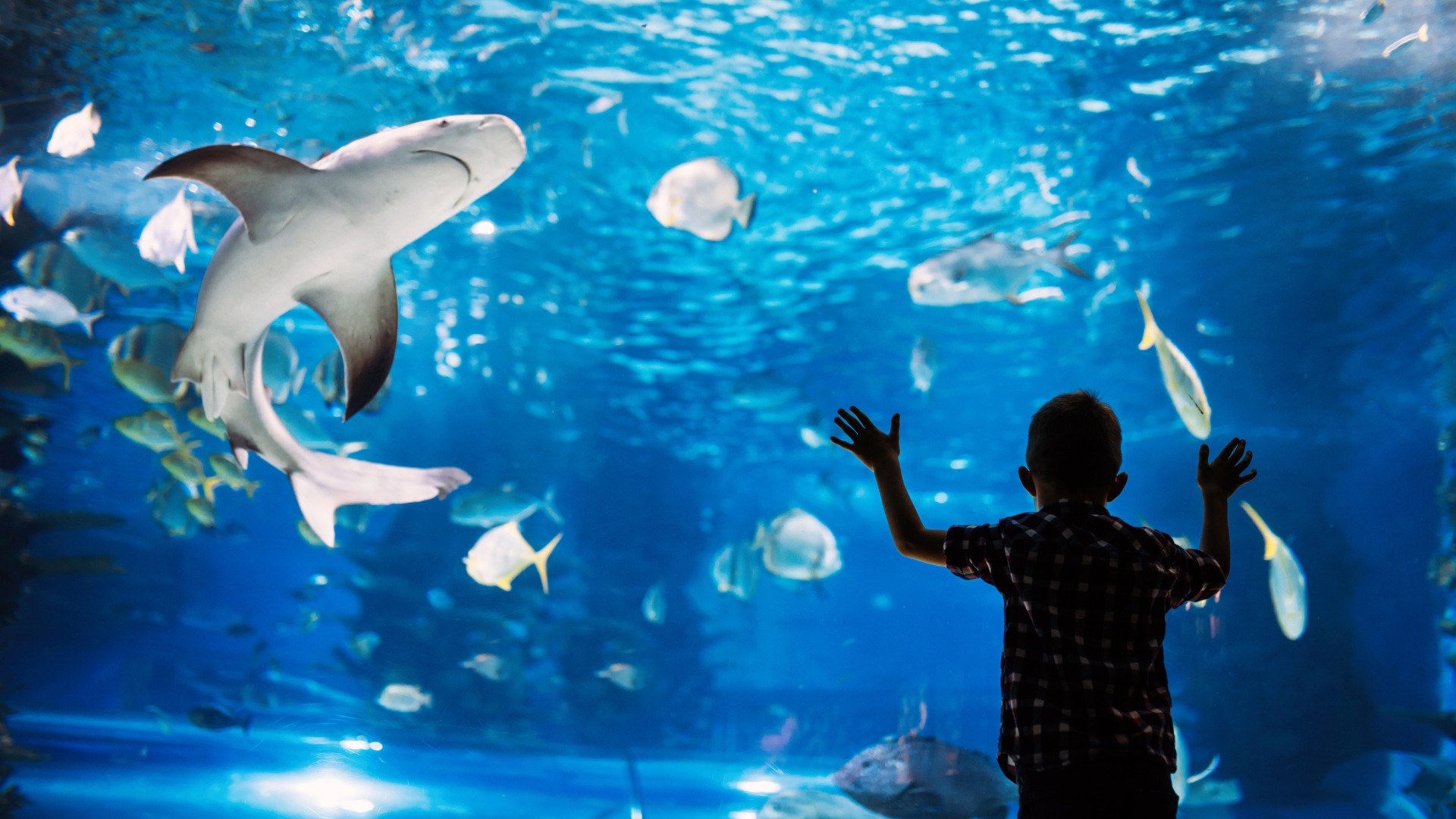 aquarium de biarritz