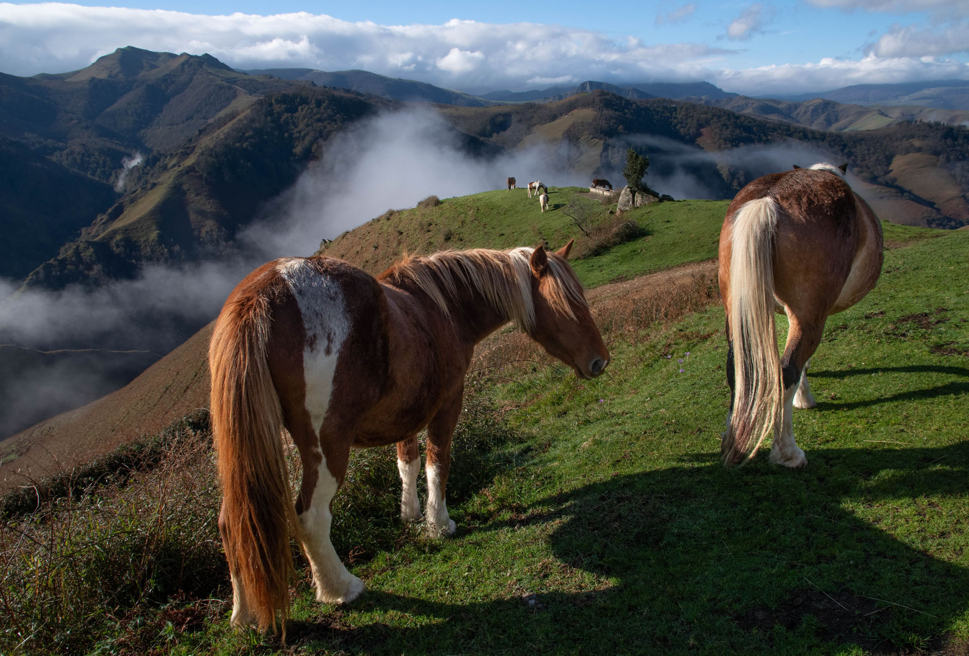 pottock basque